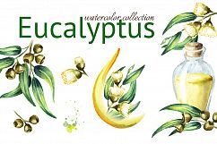 Eucalyptus. Watercolor collection Product Image 1