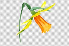 Narcissus lemon flower PNG watercolor set Product Image 3