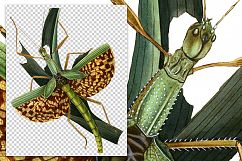 Mantis - Insects - Vintage Bugs Product Image 2