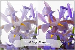 Incredible Flowers Profiles LR7.3 ACR10.3 Product Image 8