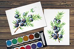 Juniper. Watercolor collection Product Image 4