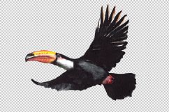 Tropical toucan PNG watercolor bird set Product Image 5