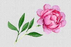 Tender pink peony PNG watercolor set Product Image 4