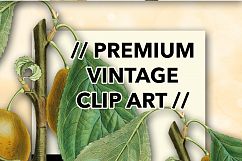 Fruit - Vintage White Imperatrice Plum Product Image 2