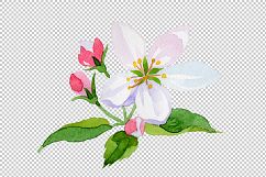 Apple blossom PNG watercolor set Product Image 4