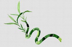 Bamboo Dracena sanderiana PNG watercolor set Product Image 2