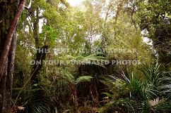 9 Tropical Rainforest Photos Product Image 2