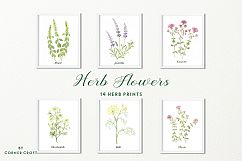 Watercolor herb flower clipart Product Image 6