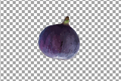 Watercolor Fig clip art pack,common fig leaves, fig fruit Product Image 18