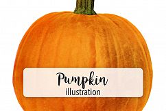 Pumpkin - Vintage Illustration Product Image 1