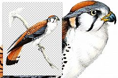 Birds - Vintage American Kestrel Product Image 2
