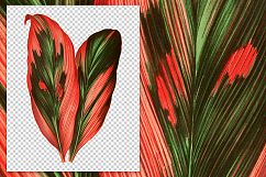 Leaves - Vintage Cabbage Palm Product Image 2