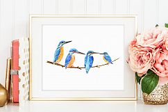 Bird Kingfisher Clipart, Watercolor Illustration  Product Image 3