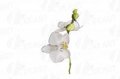 Watercolor white orchids clip art, Orchid leaves and flowers Product Image 4