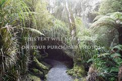 9 Tropical Rainforest Photos Product Image 3
