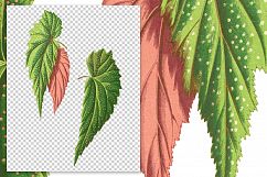 Leaves - Vintage Begonia Falcifolia Product Image 2