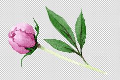 Tender pink peony PNG watercolor set Product Image 6