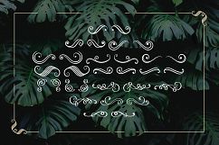 Monstera Product Image 3