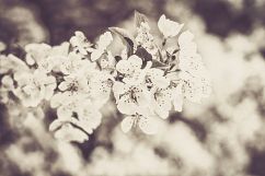 35 Flowering Spring Lightroom Presets Product Image 6