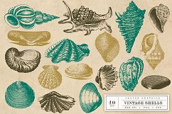 Vintage Shell Vector Graphics Product Image 3