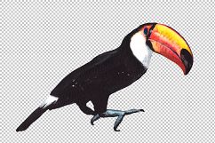 Tropical toucan PNG watercolor bird set Product Image 2