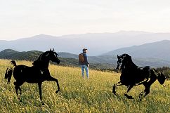 Hand drawn horse collection, vector Product Image 6