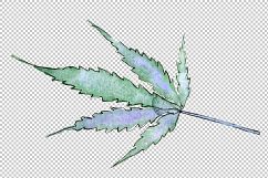 Cannabis leaves PNG watercolor set Product Image 2