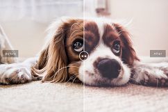 Pet Photoshop Actions Collection Product Image 5