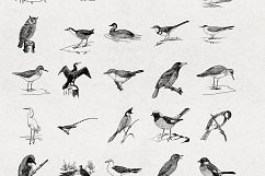 Premium Birds Illustrations Product Image 3