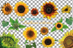 Sunflower watercolor clip art pack, watercolor sunflower design elements, floral PNG, jpg, svg, vector illustrator &amp; corel files included Product Image 11