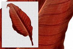 Leaves - Vintage Canna Atronigricans Product Image 2