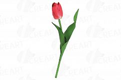 Tulip watercolor clip art pack, watercolor tulip design Product Image 13