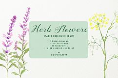 Watercolor herb flower clipart Product Image 4