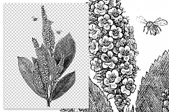 Florals - Vintage Black and White Clethra Flowers Product Image 2