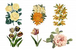 Vintage Flower Illustrations - Vol 1 Product Image 8