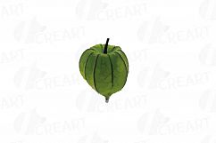 Watercolor Chinese Lantern clip art pack, Physalis alkekengi Product Image 20