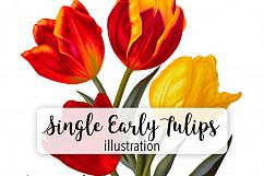 Florals - Vintage Single Early Tulips Product Image 1