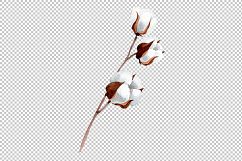 Cotton soft flower PNG watercolor set Product Image 6