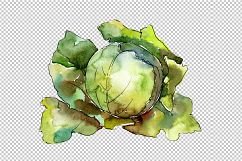 Green cabbage vegetables PNG watercolor set Product Image 4
