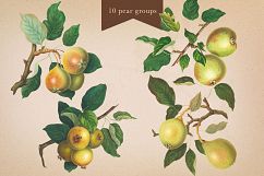 Cider House Antique Apple and Pear Graphics Product Image 12