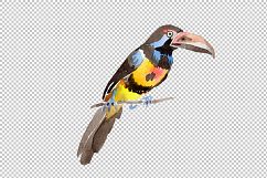 Tropical bird toucan PNG watercolor set Product Image 6