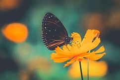 35 Flowering Spring Lightroom Presets Product Image 4
