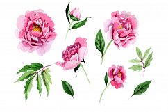Tender pink peony PNG watercolor set Product Image 1