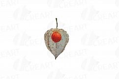Watercolor Chinese Lantern clip art pack, Physalis alkekengi Product Image 11