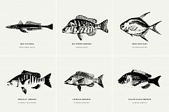 Premium Fishes Illustrations Product Image 6