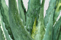 Watercolor Indoor Plants Clip Art Set Product Image 6