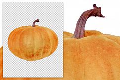 Cheese Pumpkin Product Image 2