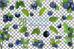 Watercolor blueberry, branch and leaves vector clip art pack Product Image 16