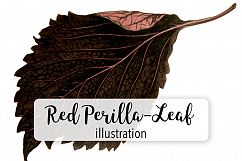 Leaves - Vintage Red Perilla Leaf Plant Product Image 1