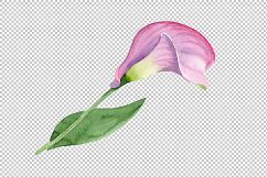 Pink calla flower PNG watercolor set Product Image 3
